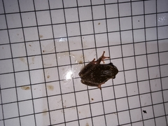 Hyperolius marmoratus