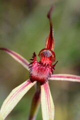 Caladenia ampla