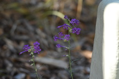 Ipomopsis thurberi