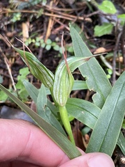 Pterostylis auriculata