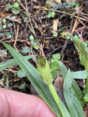 Pterostylis auriculata