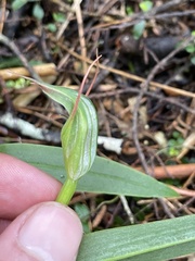 Pterostylis auriculata