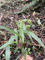 Pterostylis auriculata
