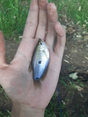 Trichopodus trichopterus