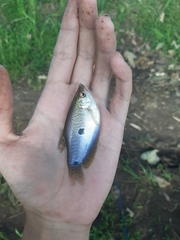 Trichopodus trichopterus