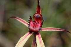 Caladenia ampla