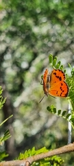 Chrysoritis chrysaor