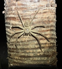 Isopedella conspersa