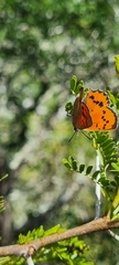 Chrysoritis chrysaor