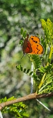 Chrysoritis chrysaor