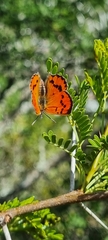 Chrysoritis chrysaor