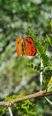 Chrysoritis chrysaor