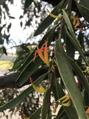 Dendrophthoe glabrescens