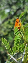 Chrysoritis chrysaor