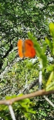 Chrysoritis chrysaor
