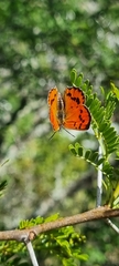 Chrysoritis chrysaor