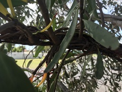 Dendrophthoe glabrescens