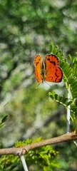 Chrysoritis chrysaor