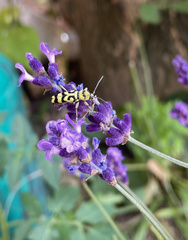Chlorophorus varius