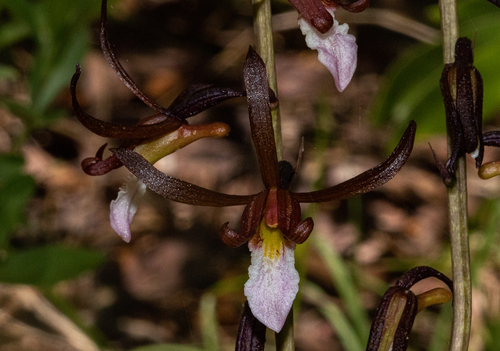 Eulophia subsaprophytica image