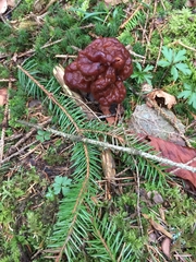 Gyromitra esculenta