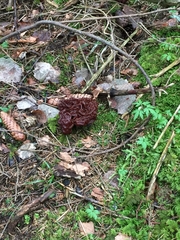 Gyromitra esculenta