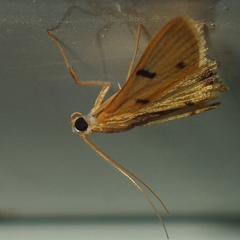 Xanthomelaena