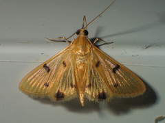 Xanthomelaena
