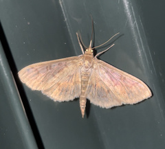 Herpetogramma aeglealis