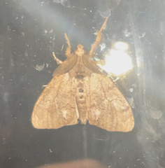 Dasychira vagans