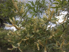 Eysenhardtia polystachya