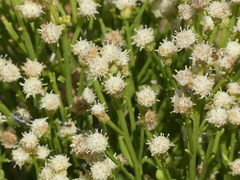 Baccharis sergiloides