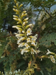 Eysenhardtia polystachya