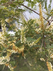 Eysenhardtia polystachya