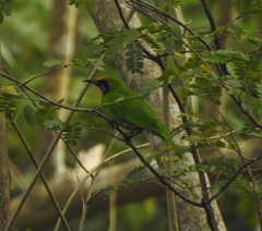 Chloropsis aurifrons