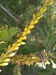 Macrodactylus mexicanus