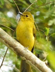 Iole indica