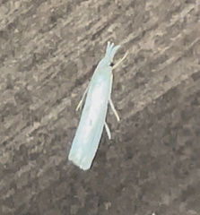 Microcrambus biguttellus