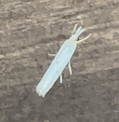 Microcrambus biguttellus