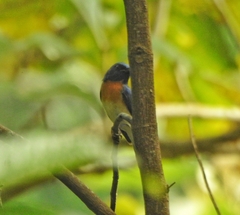 Cyornis rubeculoides