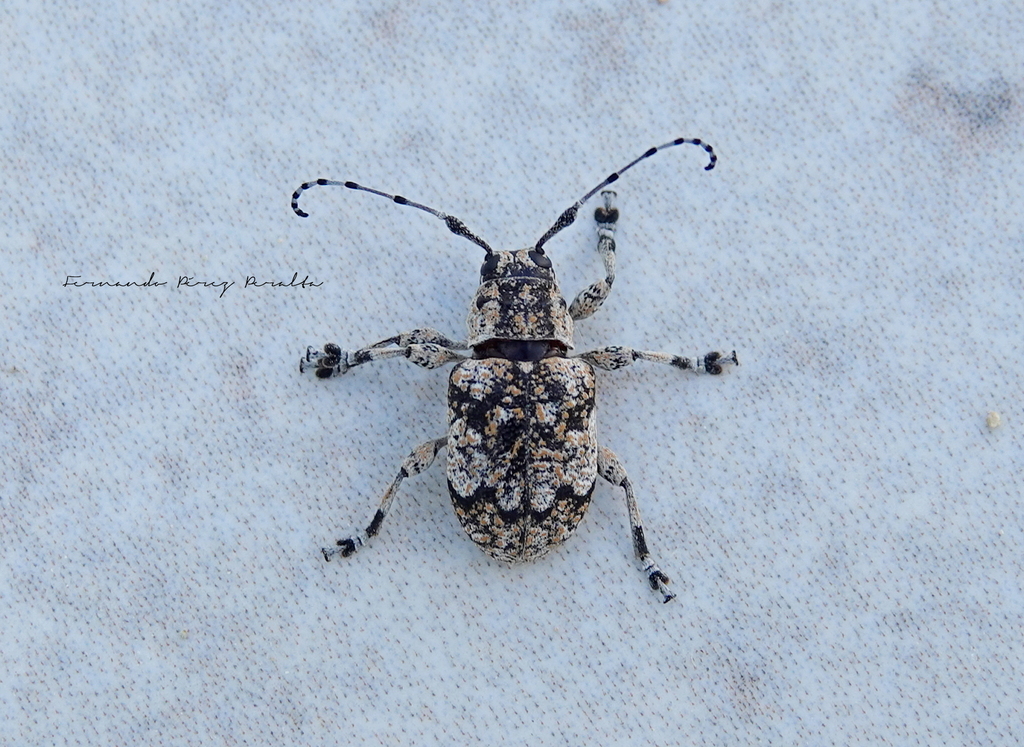 Thryallis undatus