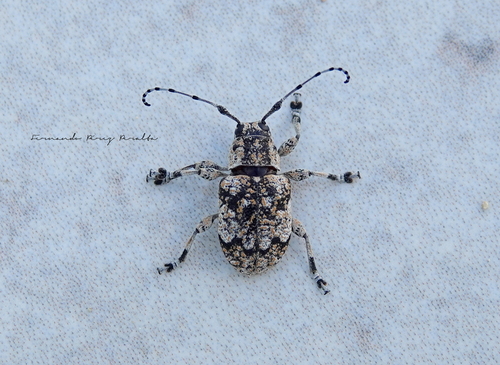 Thryallis undatus
