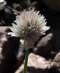 Allium karelinii