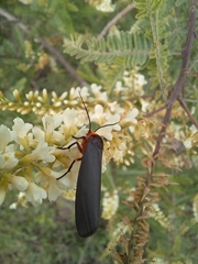 Gnamptonychia ventralis