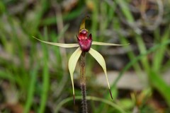Caladenia ampla
