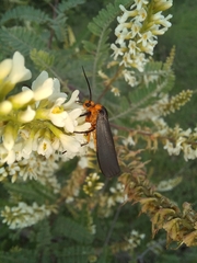 Gnamptonychia ventralis