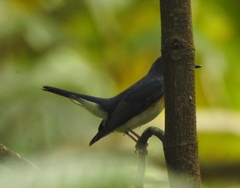 Cyornis rubeculoides