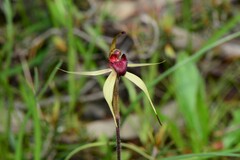 Caladenia ampla