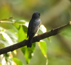 Cyornis rubeculoides