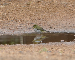 Zosterops lateralis chloronotus